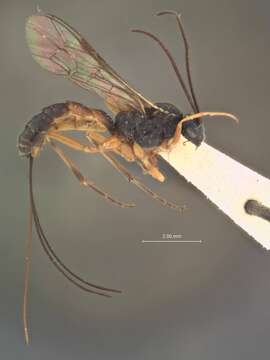 Image de Glypta occidentalis Dasch 1988