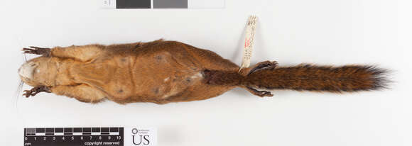 Image of Sciurus richmondi Nelson 1898