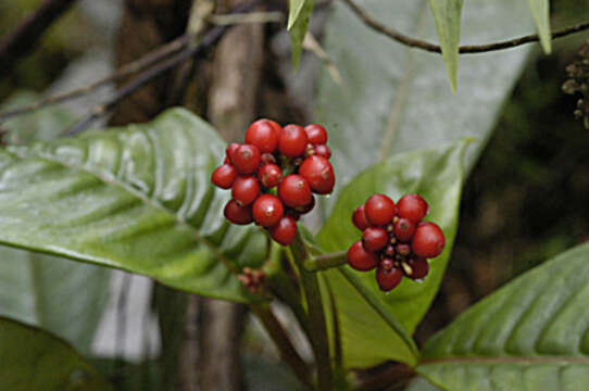 Imagem de Psychotria nervosa Sw.