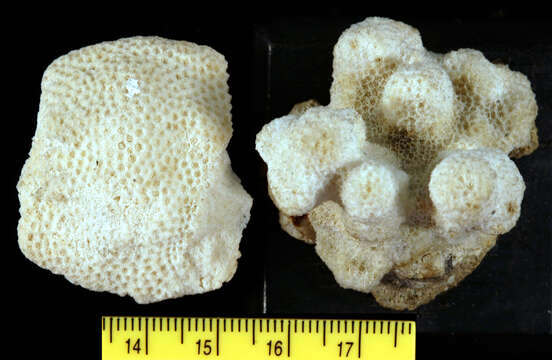 Image of Porites reticulosa Dana 1846