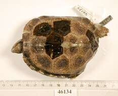 Image of Black River Turtle