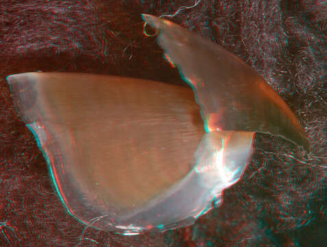 Image of Neoteuthis Naef 1921