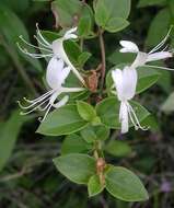 Image of Japanese honeysuckle