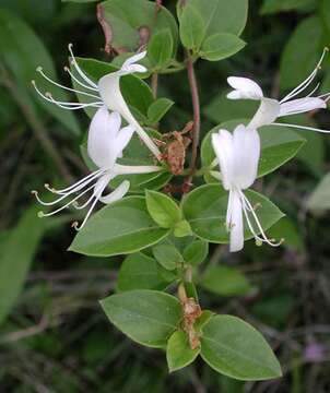 Imagem de Lonicera japonica Thunb.