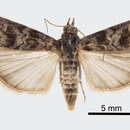 Image of South Coastal Coneworm