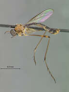 Image of Leptogaster spinitarsis Bromely 1951