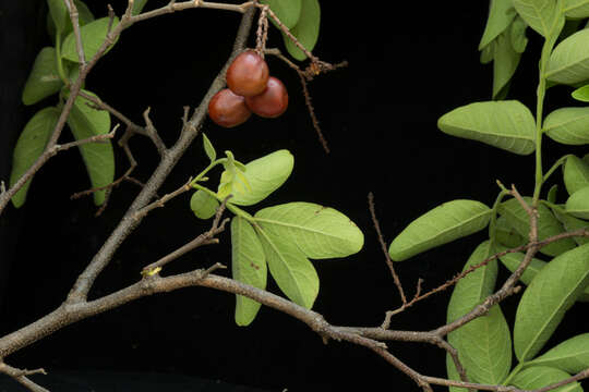 Recchia connaroides (Loes. & Soler.) Standley的图像