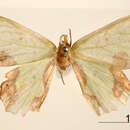 Image of Drucia quinquemaculata Warren