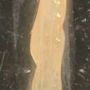 Image of Sulculeolaria quadrivalvis de Blainville 1830