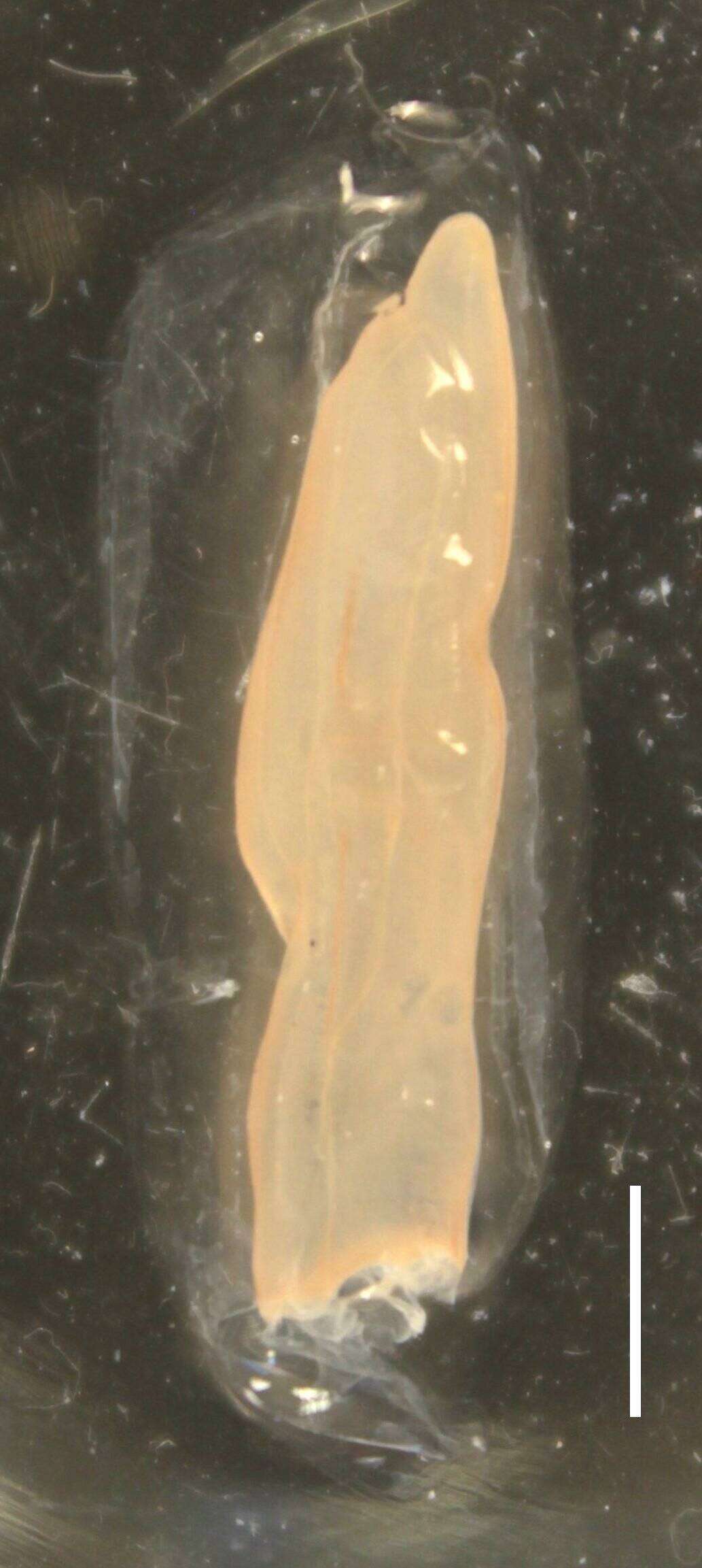 Image of Sulculeolaria quadrivalvis de Blainville 1830