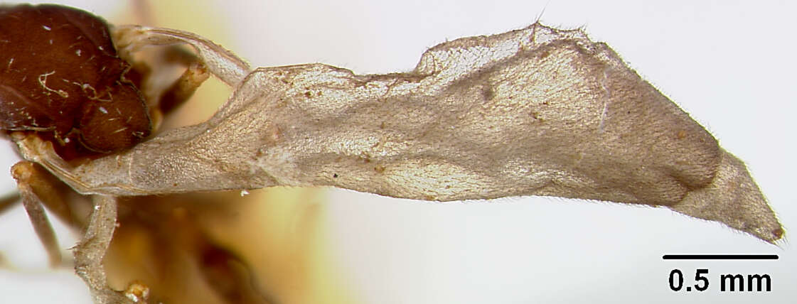 Image of Strumigenys nidifex Mann 1921