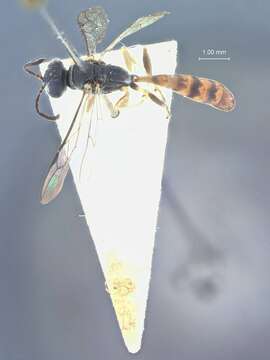 Image of Trypoxylon fenchihuense Tsuneki 1967