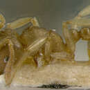 Image of Rhoptromyrmex opacus var. esta