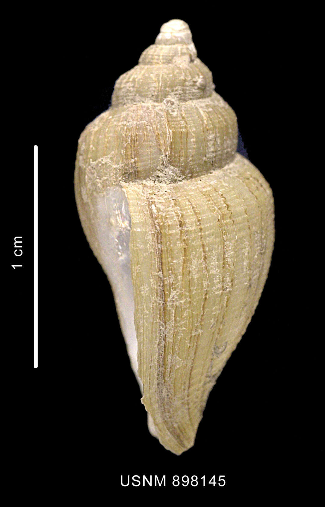 Image of Paradmete curta (Strebel 1908)