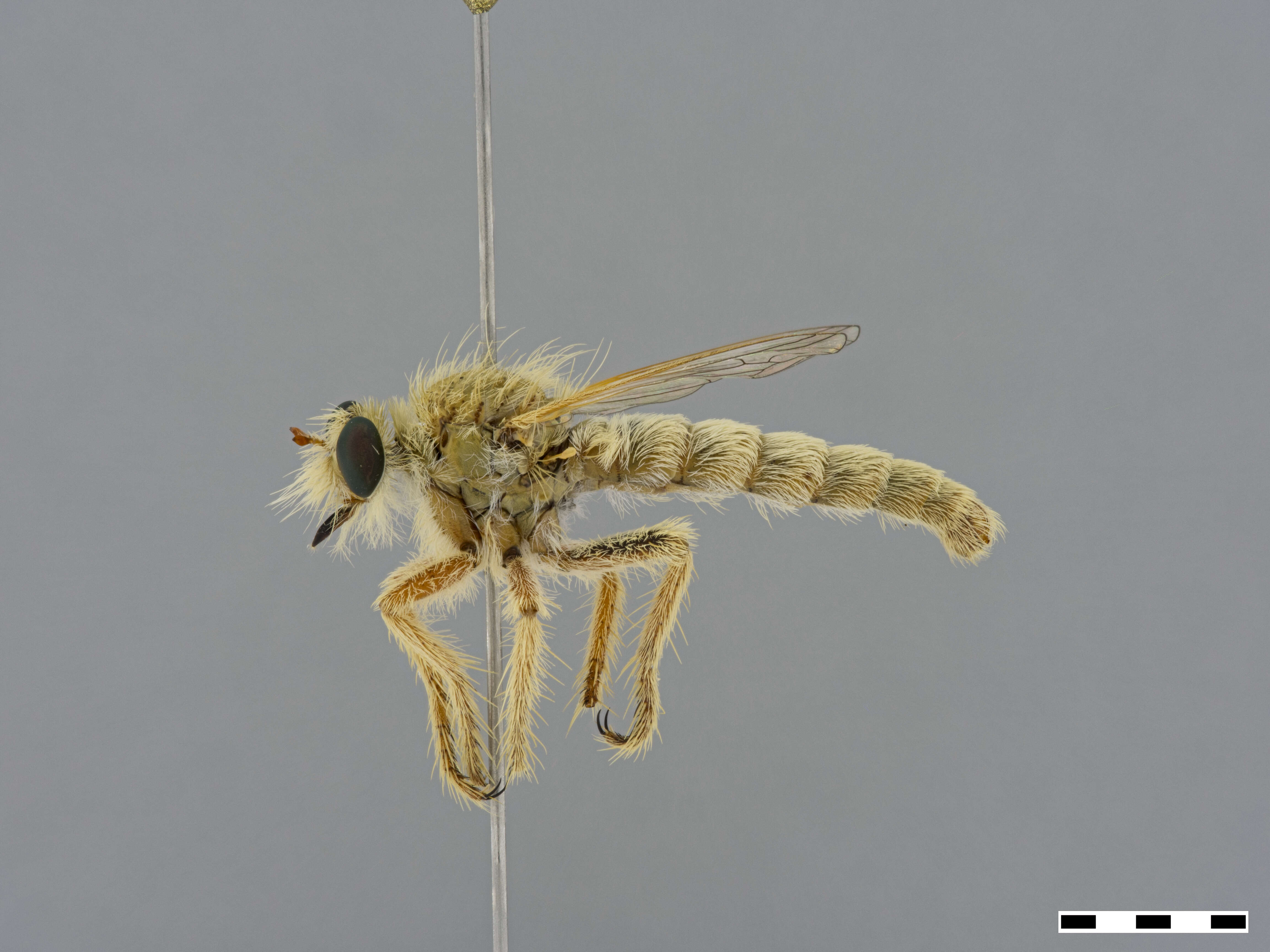 Image of <i>Daspletis setithoracicus</i>