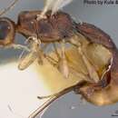 Image of Parasitoid wasp