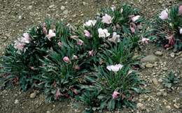 Image of Oenothera cespitosa subsp. cespitosa