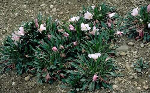 Oenothera cespitosa subsp. cespitosa resmi