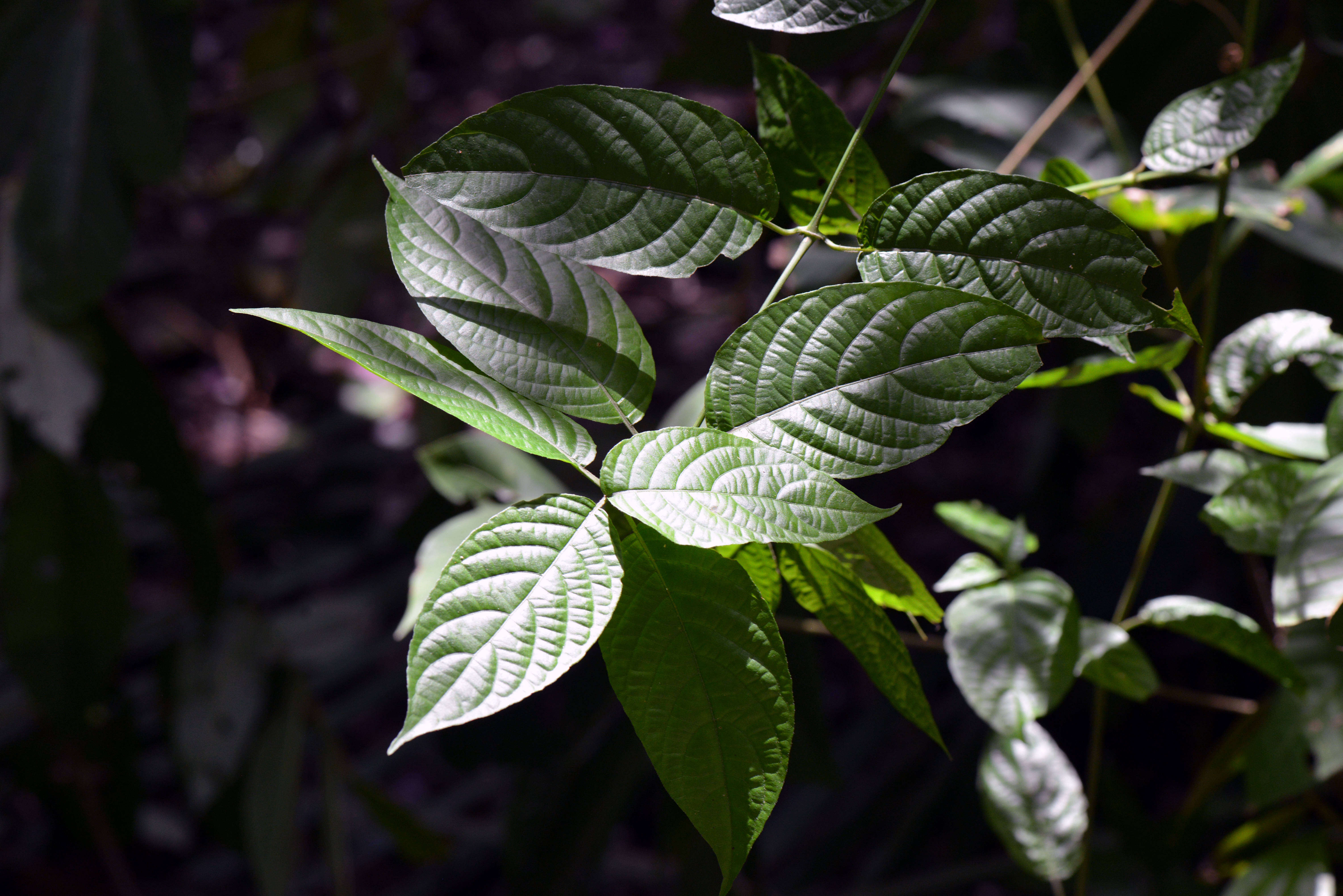 Imagem de Ruellia inflata Rich.