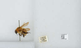 Imagem de Bombus diversus Smith 1869