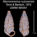 Image of Macroceramus cuzcoensis C. Torre & Bartsch 2008