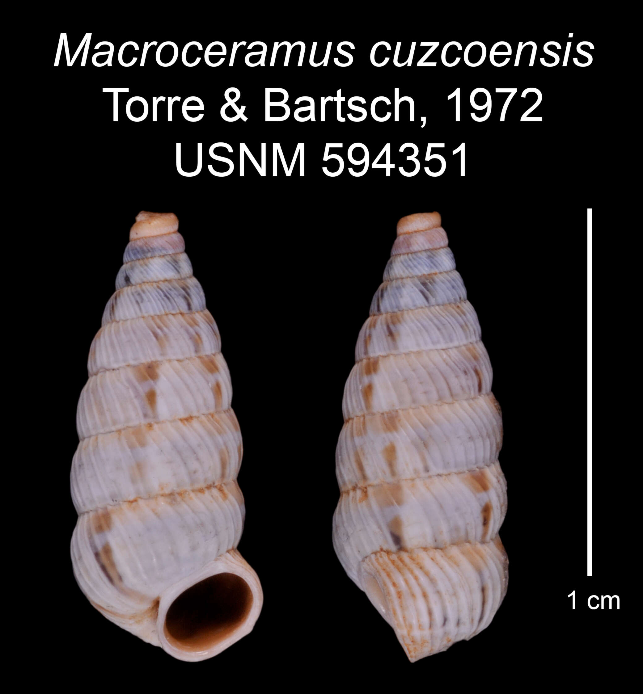 Imagem de Macroceramus cuzcoensis C. Torre & Bartsch 2008