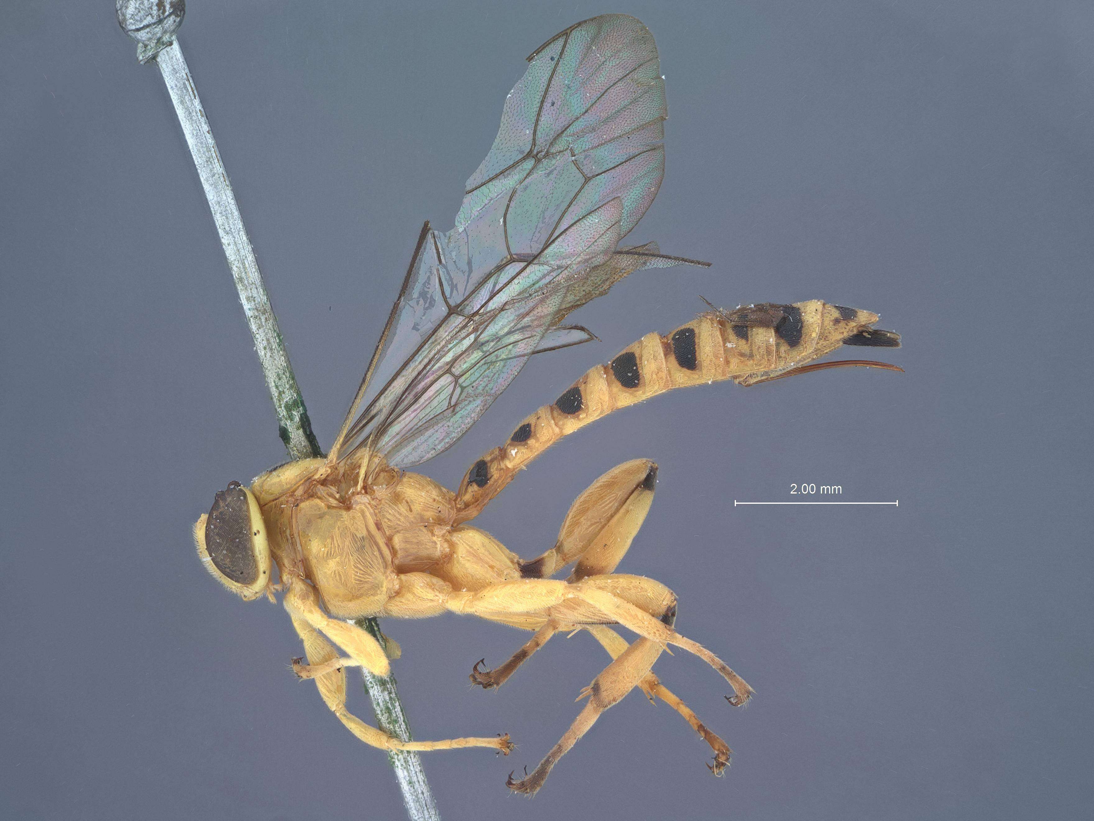 Sivun Xanthopimpla calva Townes & Chiu 1970 kuva