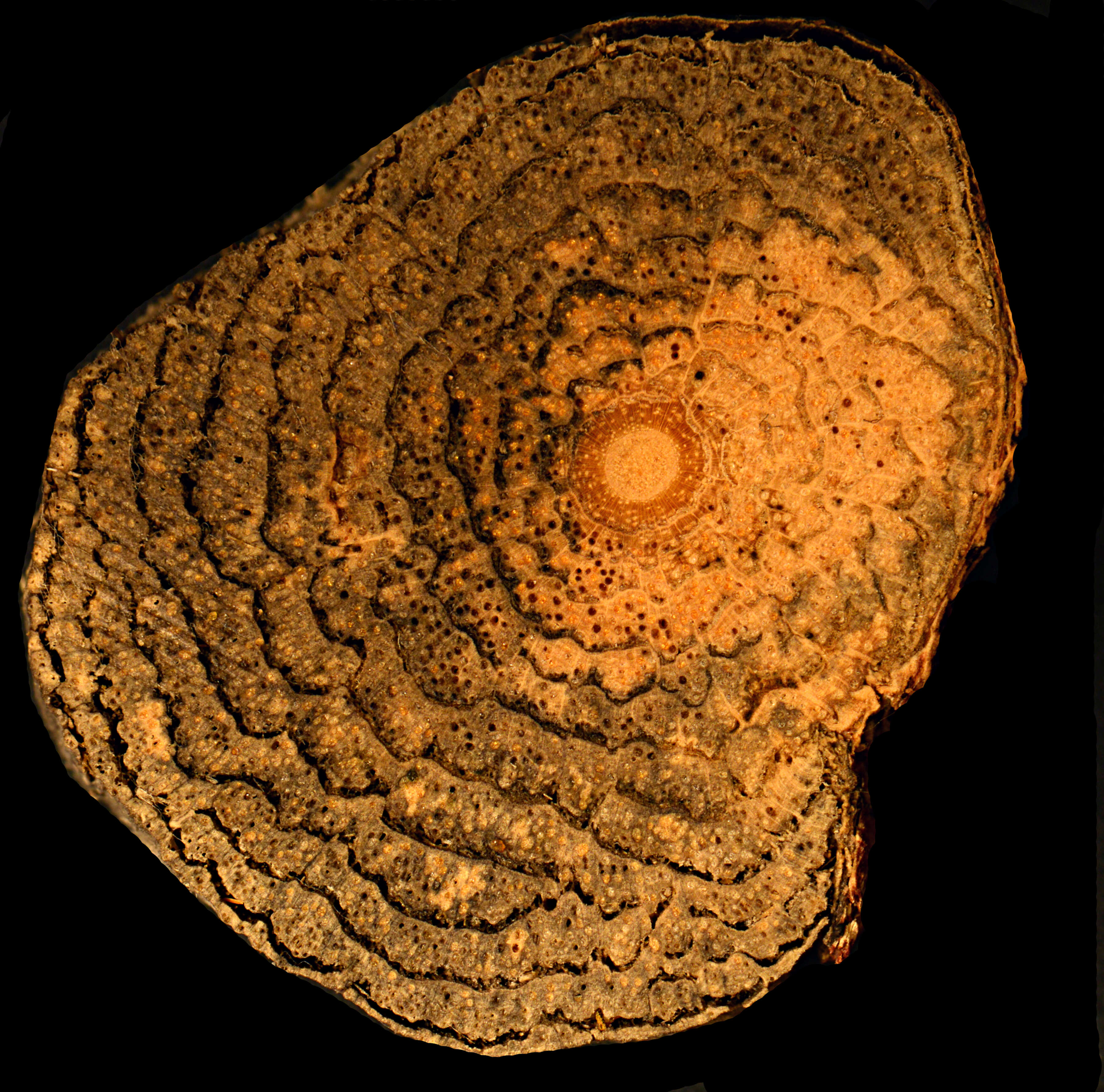 Image of Moutabea guianensis Aubl.