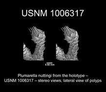 Plumarella nuttingi Cairns 2011 resmi