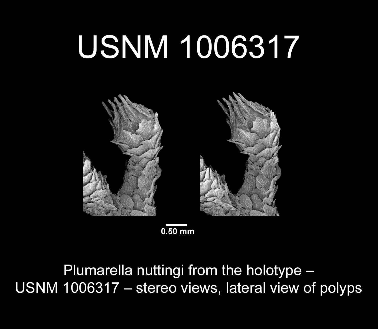 Plumarella nuttingi Cairns 2011 resmi