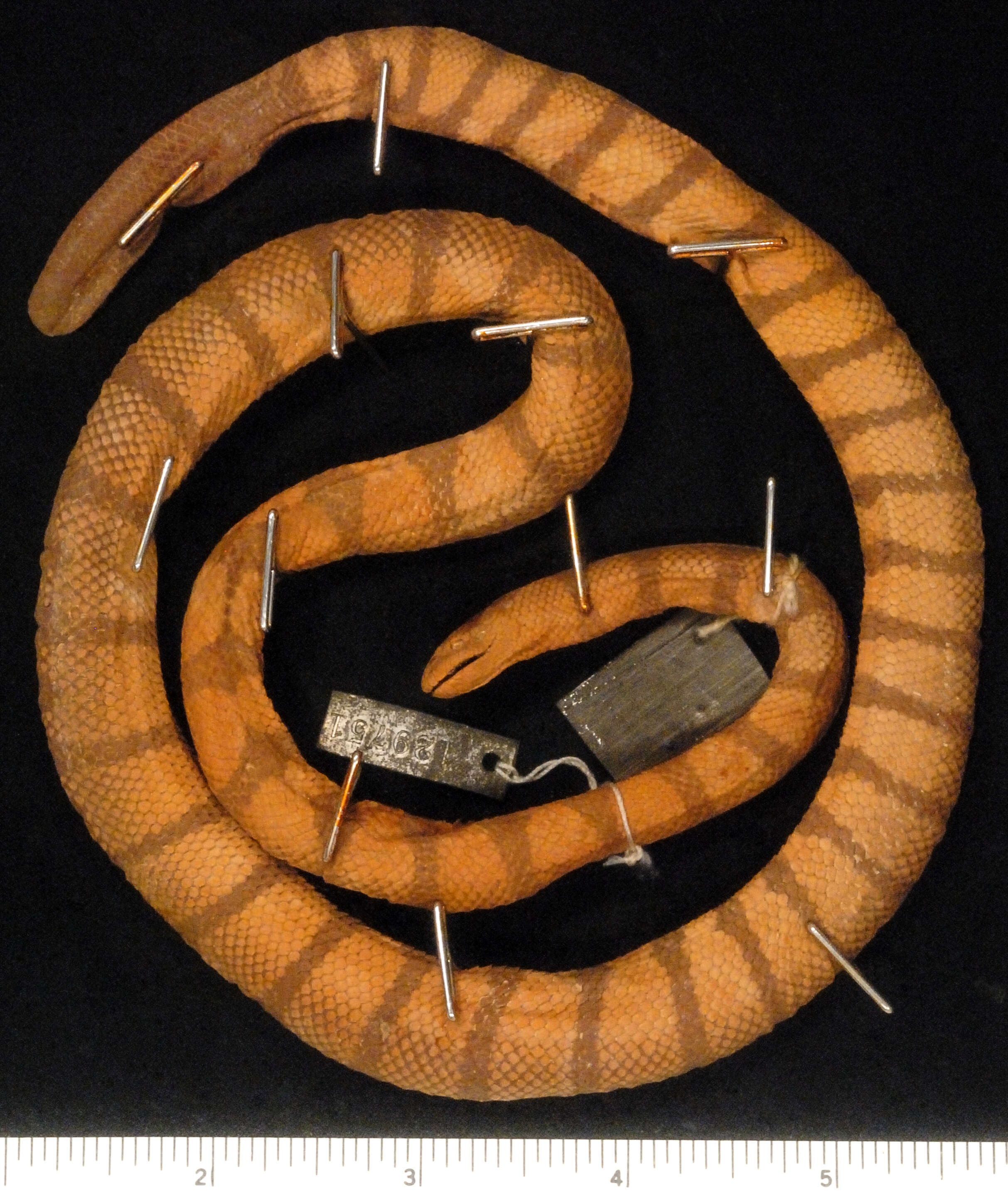 Hydrophis spiralis (Shaw 1802)的圖片