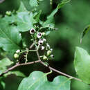 Imagem de Tournefortia volubilis L.