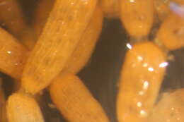 Image of Microporina articulata (Fabricius 1821)