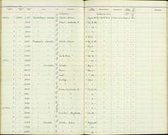 Schistochlamys melanopis aterrima Todd 1912的圖片