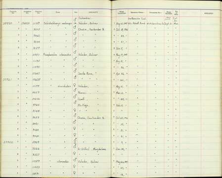 Schistochlamys melanopis aterrima Todd 1912的圖片