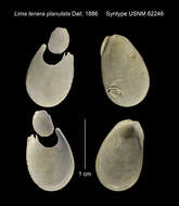 Image of Ctenoides planulatus (Dall 1886)