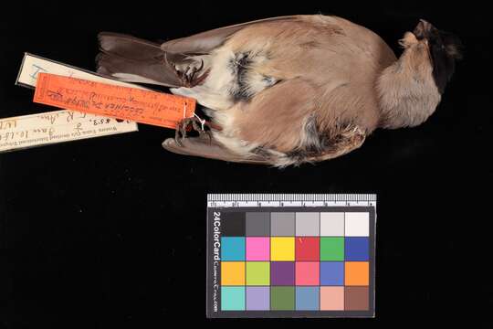 Image of Kamchatka Bullfinch