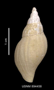 Image of Belaturricula turrita (Strebel 1908)