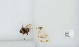 Image of Bombus patagiatus Nylander 1848