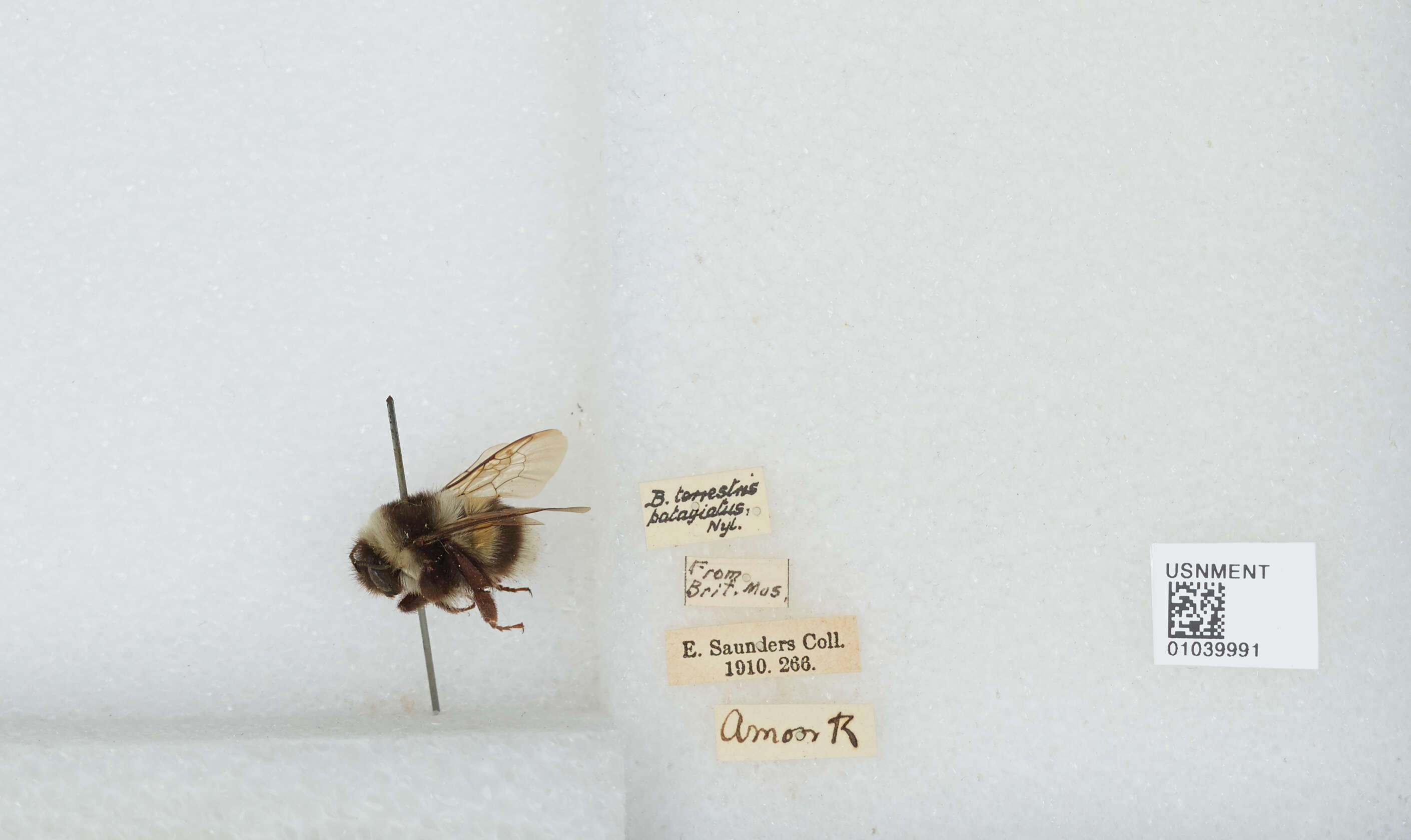 Image of Bombus patagiatus Nylander 1848