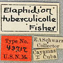 Image of Elaphidion tuberculicolle Fisher 1932