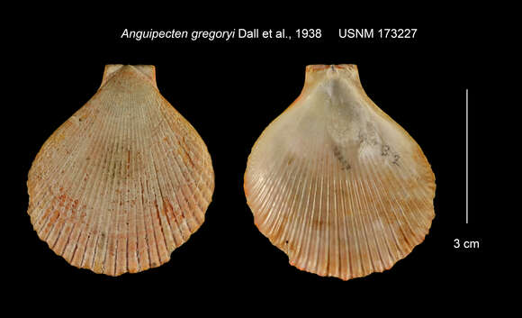 Anguipecten gregoryi Dall, Bartsch & Rehder 1938的圖片