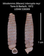 Image of Idiostemma interrupta neyi Jaume & de la Torre 1972