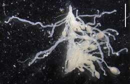 Image of Galapagos dandelions