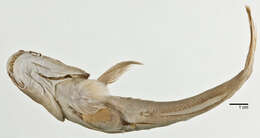 Image of Giant mudskipper