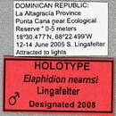 صورة Elaphidion nearnsi Lingafelter 2008