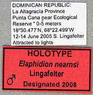 Image of Elaphidion nearnsi Lingafelter 2008