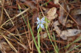 Image of jeweled blue-eyed grass