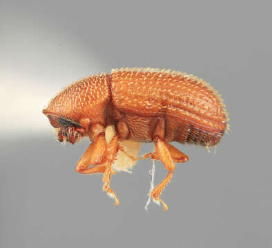 Image of Spermophthorus