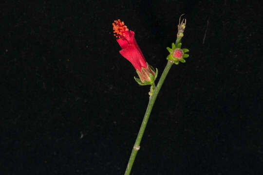 Image of Hibiscus peripteroides P. A. Fryxell